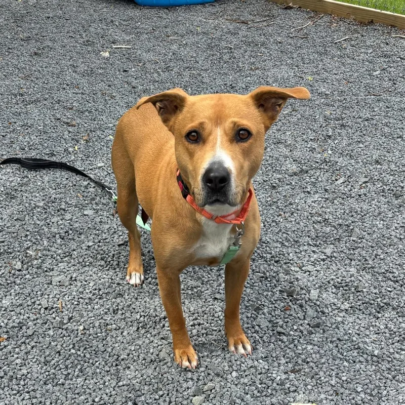 An adult medium-sized female Yellow / Tan / Blond / Fawn Mixed Breed dog named Naisha for adoption in Birdsboro, PA