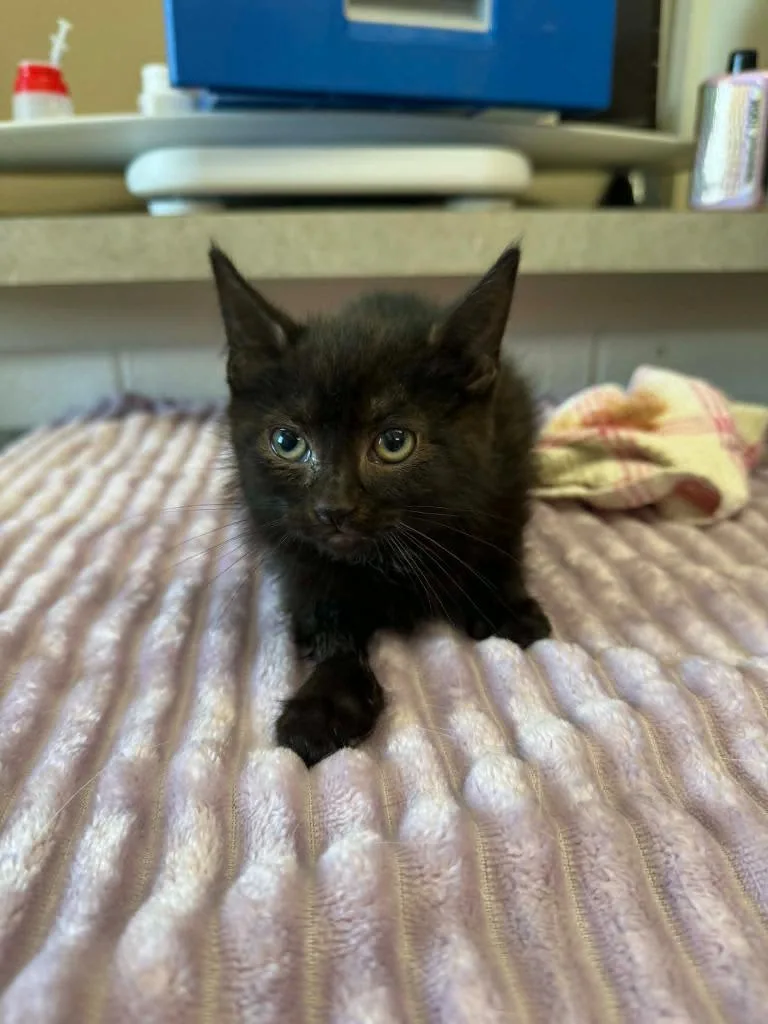 Mini Meow