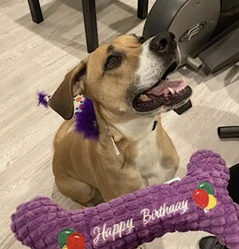 An adult large-sized female Yellow / Tan / Blond / Fawn Boxer dog named Denim for adoption in Amherst, MA