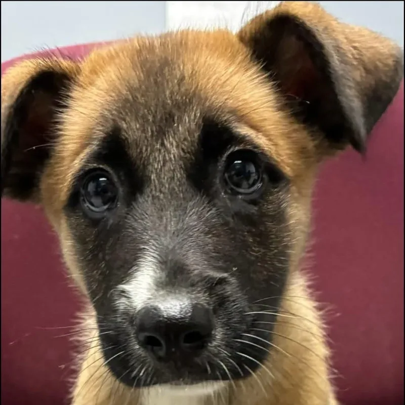A baby medium-sized female Yellow / Tan / Blond / Fawn Shepherd dog named Smudge for adoption in Potomac, MD