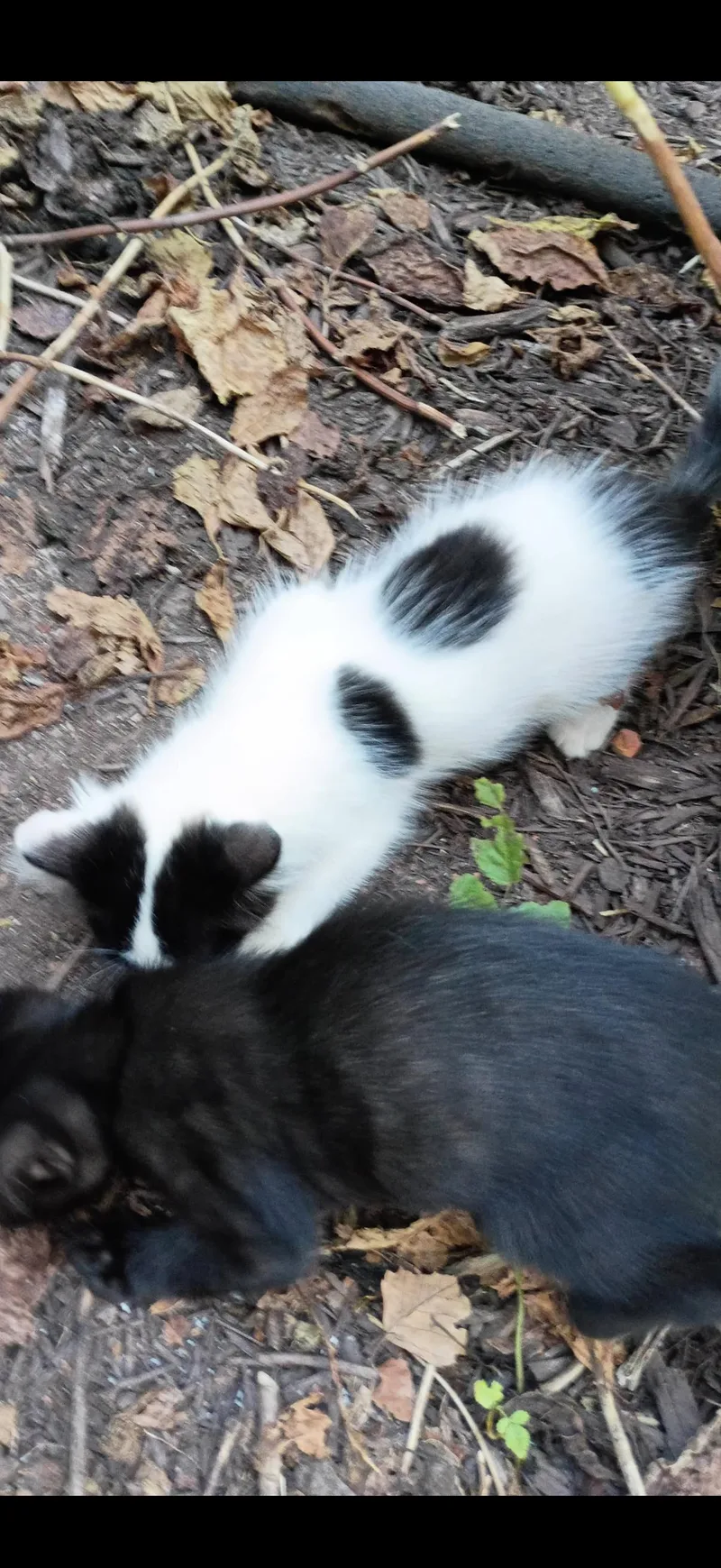 A baby medium-sized female Domestic Medium Hair cat named Maxine for adoption in Marvin, NC
