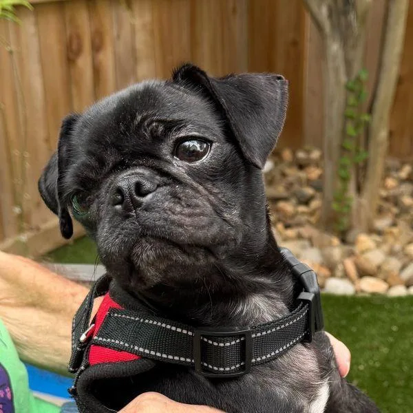 A young small-sized female Black Pug dog named Sugar for adoption in Alvin, TX