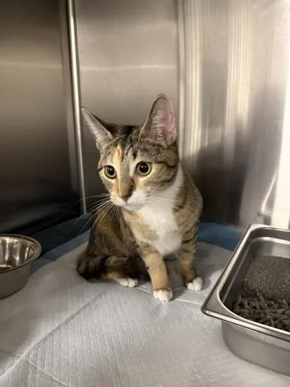 An adult medium-sized female Domestic Short Hair cat named Valerie for adoption in Fairfax, VA