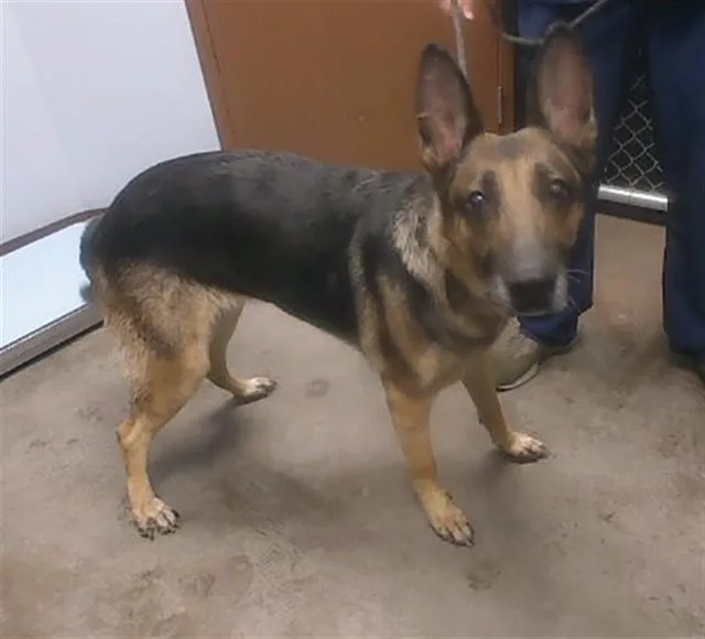 An adult large-sized female German Shepherd Dog dog named Lava for adoption in Phoenix, AZ