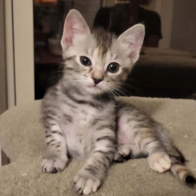 Jax