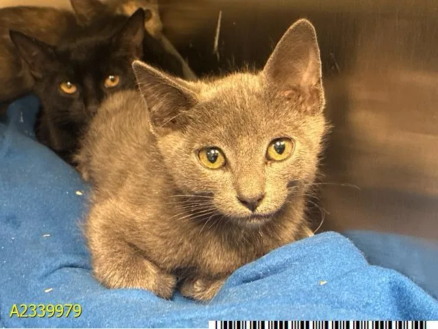 A baby small-sized male Domestic Short Hair cat named Nimbus for adoption in West Palm Beach, FL