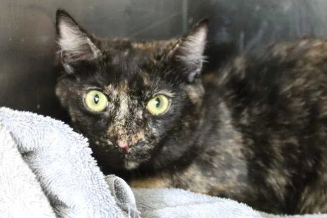 A young small-sized female Domestic Short Hair cat named Confetti for adoption in Tucson, AZ