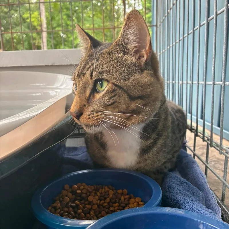 A young medium-sized male Domestic Short Hair cat named Draco for adoption in Cumberland , VA