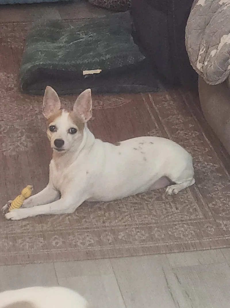An adult small-sized male White / Cream Jack Russell Terrier dog named Zeke for adoption in Lima, OH