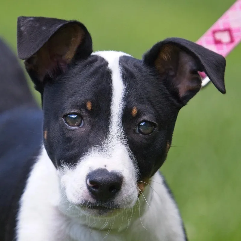 A baby medium-sized female Black Pit Bull Terrier dog named Oona for adoption in South Elgin, IL