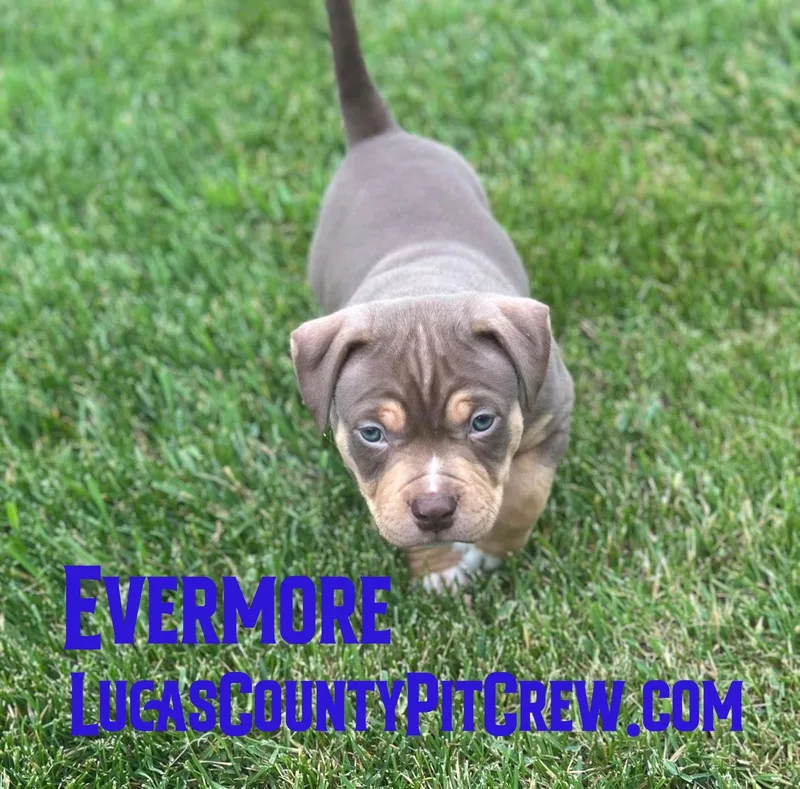 A baby large-sized male Bicolor American Bully dog named Evermore for adoption in Toledo, OH