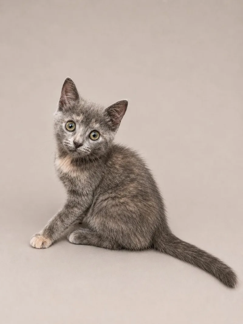 A baby medium-sized female Dilute Tortoiseshell Domestic Short Hair cat named Opal for adoption in Greensboro, NC