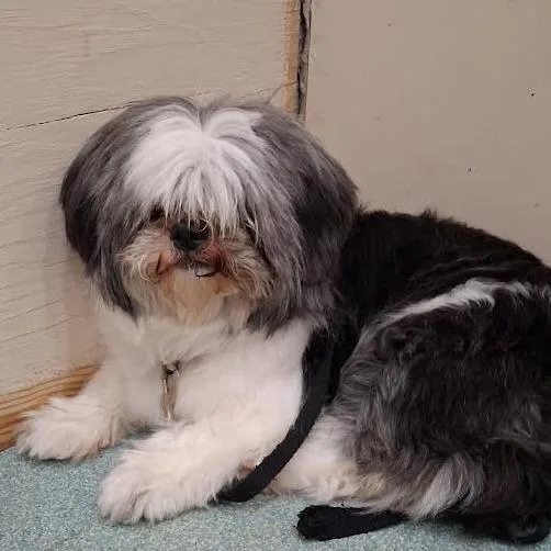 An adult small-sized female Gray / Blue / Silver Shih Tzu dog named Mia for adoption in Springfield, MA