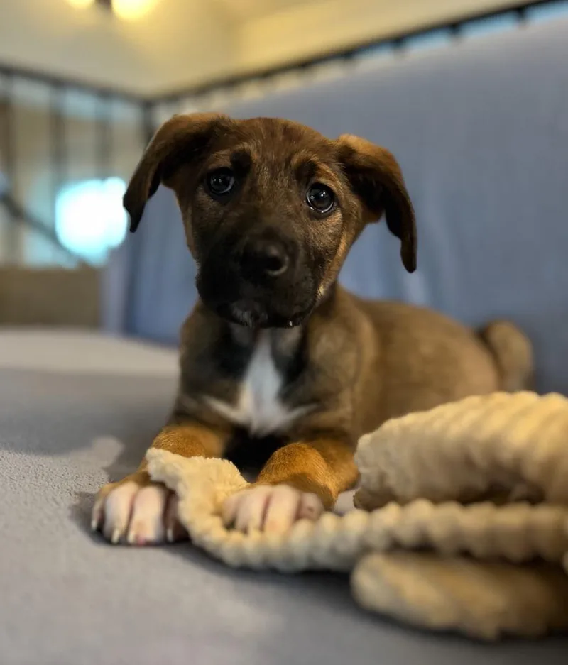 A baby small-sized male Labrador Retriever dog named Sawyer for adoption in Hudson, NY