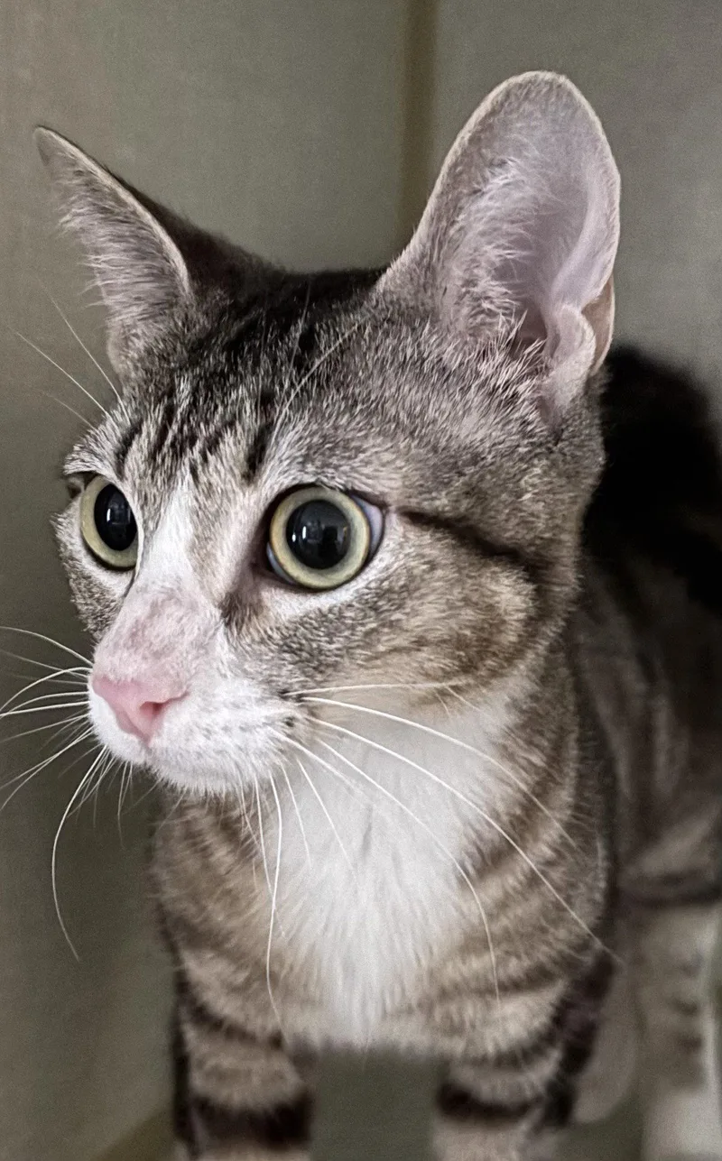 An adult medium-sized female Domestic Short Hair cat named Illya for adoption in Phoenix, AZ