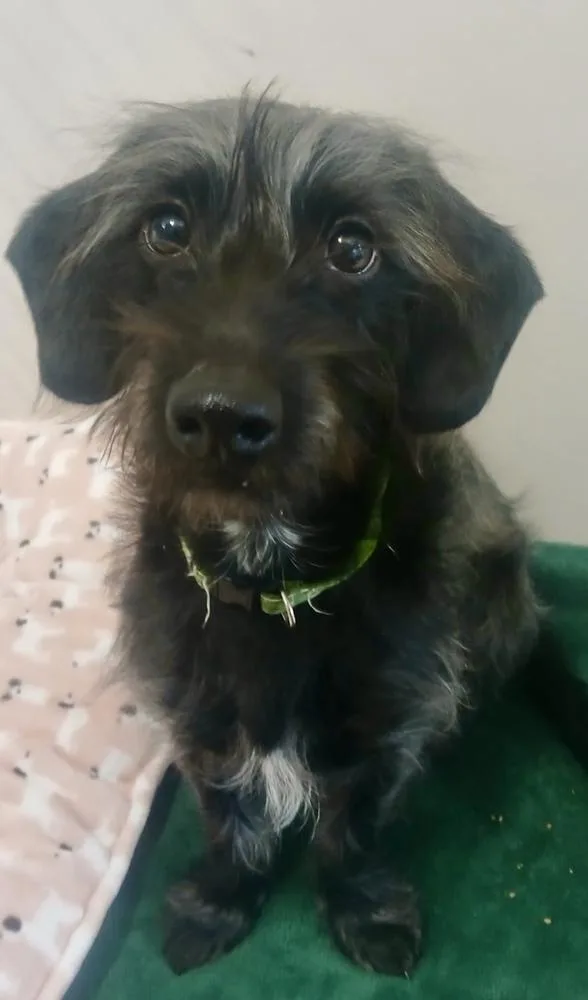 A young small-sized male Gray / Blue / Silver Dachshund dog named Lucky for adoption in Leadville, CO