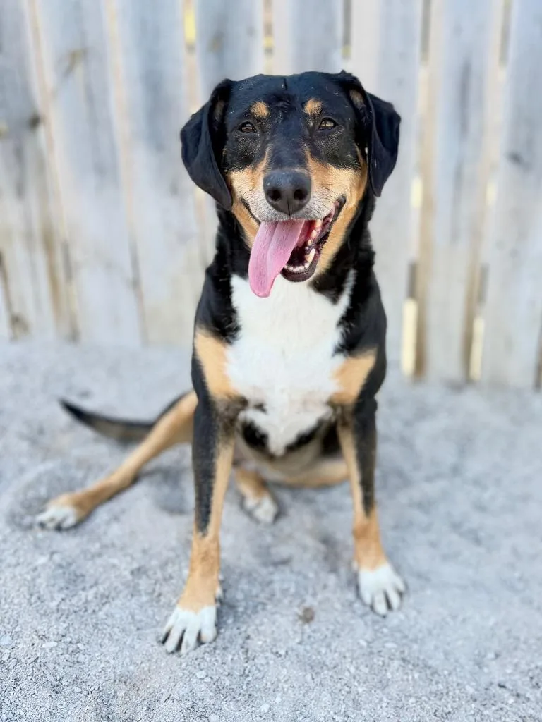 A young medium-sized female Rottweiler dog named Eloise for adoption in Muskegon, MI
