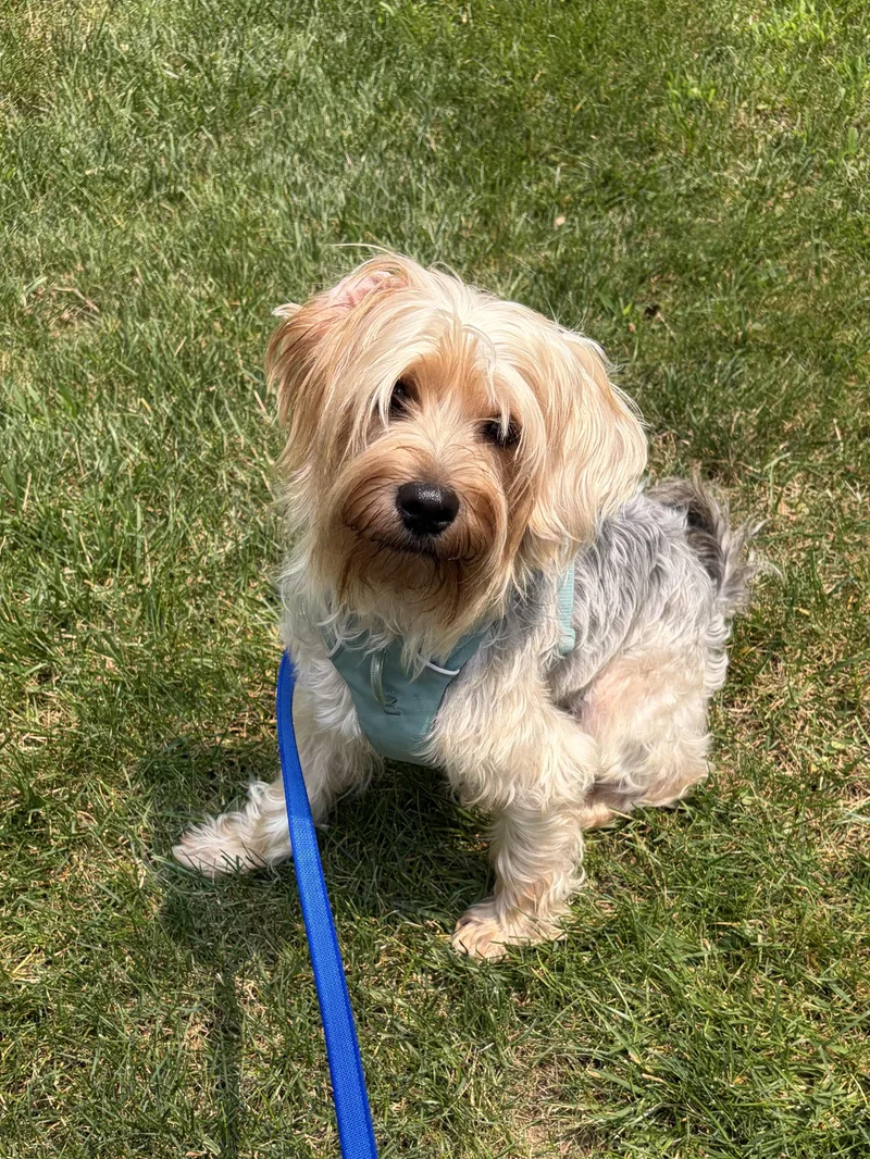 A baby small-sized male Apricot / Beige Silky Terrier dog named Reese for adoption in Bayside, NY