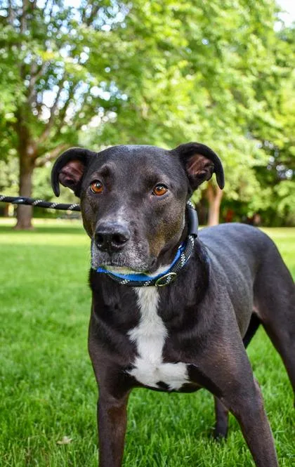 An adult large-sized male Labrador Retriever dog named Nick for adoption in Yakima, WA