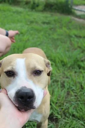 An adult medium-sized male Pit Bull Terrier dog named P.j. for adoption in Port Allen, LA