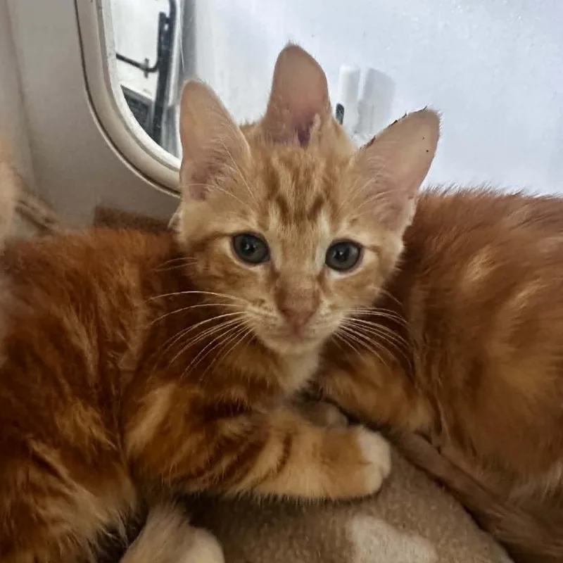 A baby small-sized female Orange / Red Domestic Short Hair cat named Spaghetti for adoption in Stephenville, TX