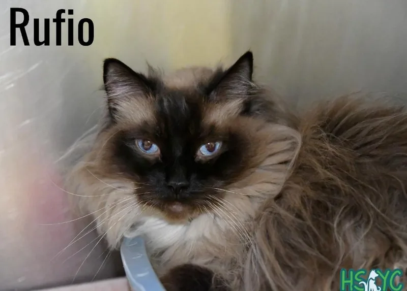 Rufio thumbnail 2