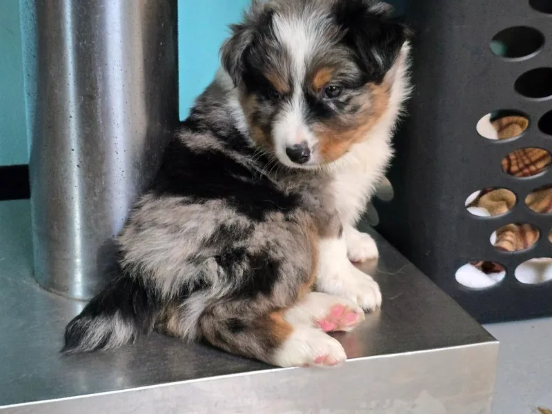 A baby small-sized male Australian Shepherd dog named Ma Potato for adoption in Ashland, WI