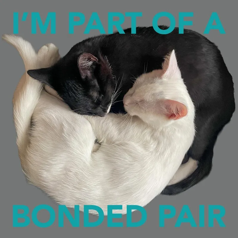 A young medium-sized female Black Domestic Short Hair cat named Tilly for adoption in Boston, MA