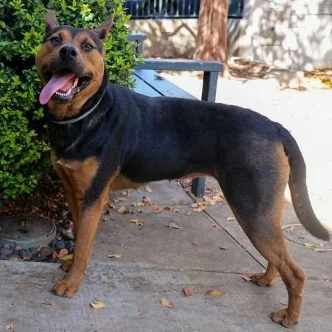 An adult large-sized female Black German Shepherd Dog dog named Achoo for adoption in Pasadena, CA