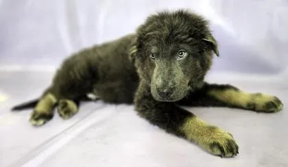 A baby large-sized male German Shepherd Dog dog named Kuma for adoption in Morton Grove, IL