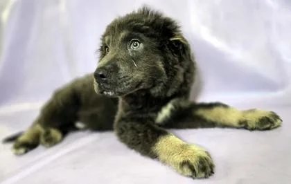 Kuma thumbnail 2