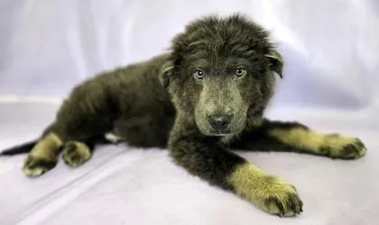 Kuma thumbnail 3
