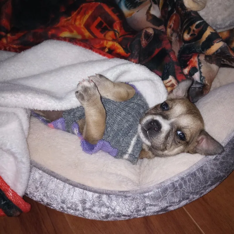 A baby small-sized female Yellow / Tan / Blond / Fawn Mixed Breed dog named Pebbles for adoption in Pulaski, TN