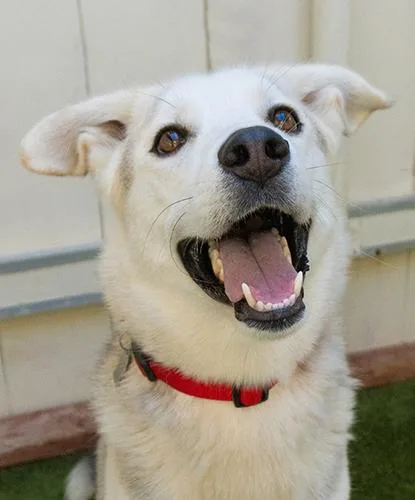 An adult medium-sized male White / Cream Husky dog named Lucky Charm for adoption in Encinitas, CA