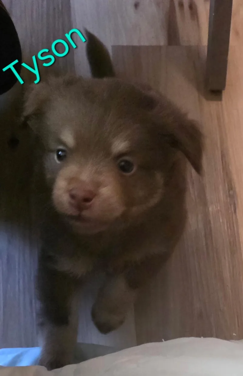 A baby small-sized male Australian Shepherd dog named Tyson for adoption in Aurora, IL