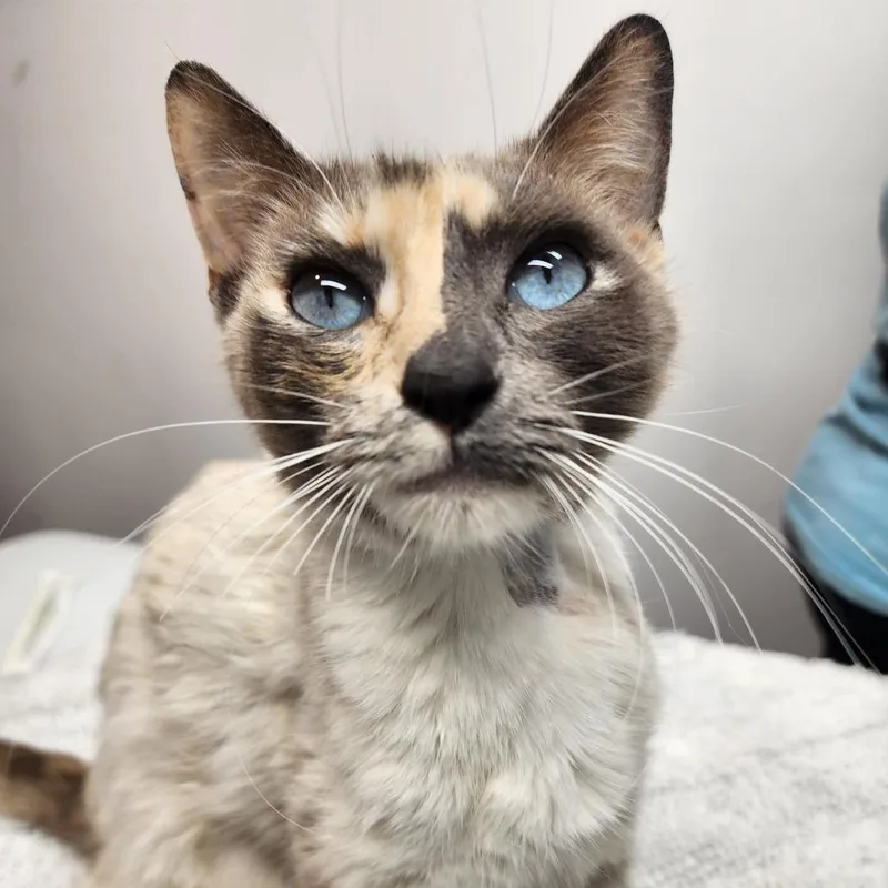 Snowshoe