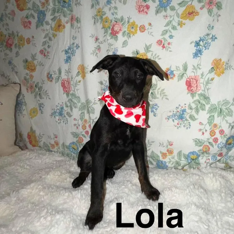 Lola Arriving  D thumbnail 2