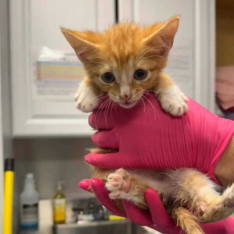A baby small-sized male Orange / Red Domestic Short Hair cat named Gouda for adoption in Greenville, SC