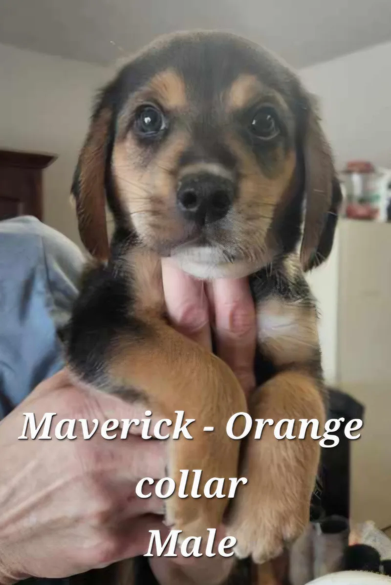 Maverick