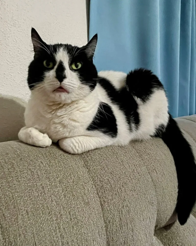 An adult large-sized female Black Domestic Short Hair cat named Bastet for adoption in Wedgefield, SC