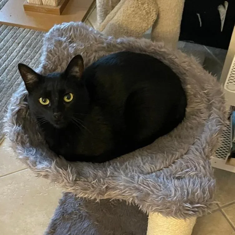 An adult medium-sized female Black Domestic Short Hair cat named Zara for adoption in Boston, MA