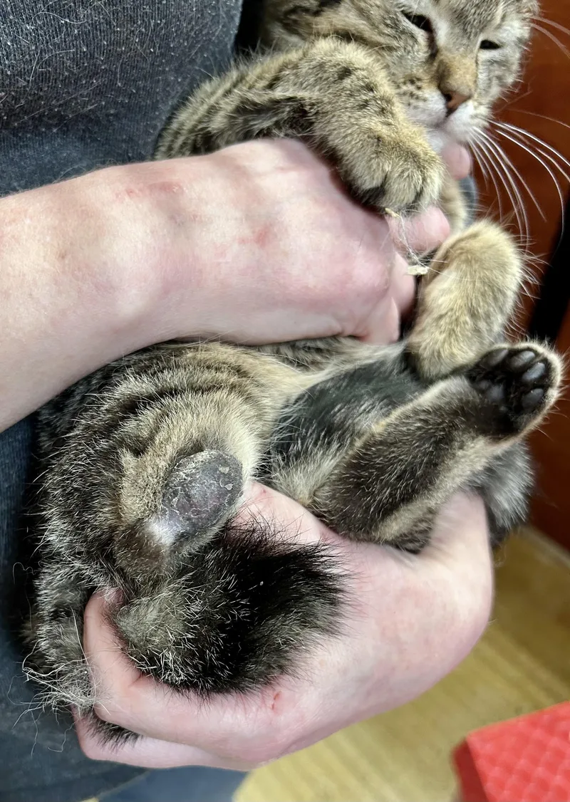 Santiago thumbnail 2