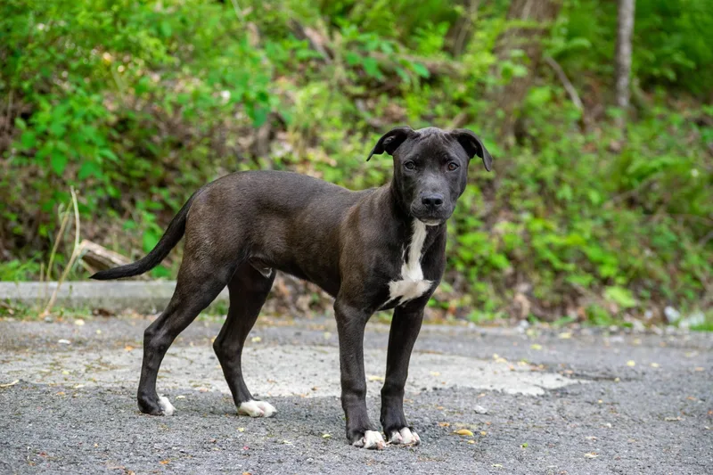 Mitchell thumbnail 2