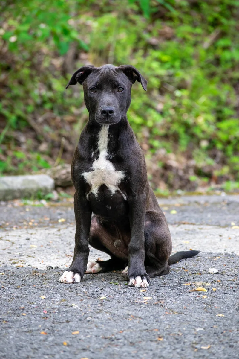 Mitchell thumbnail 4