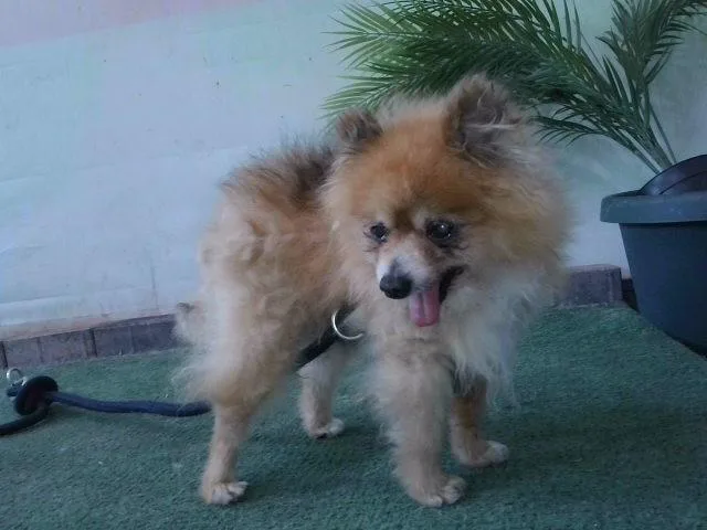 A senior small-sized male Pomeranian dog named Pappy for adoption in Baldwin Park, CA