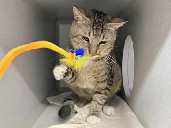 An adult medium-sized male Domestic Short Hair cat named Eucalyptus for adoption in Ridgewood, NY