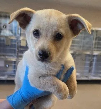 Orchid D thumbnail 2