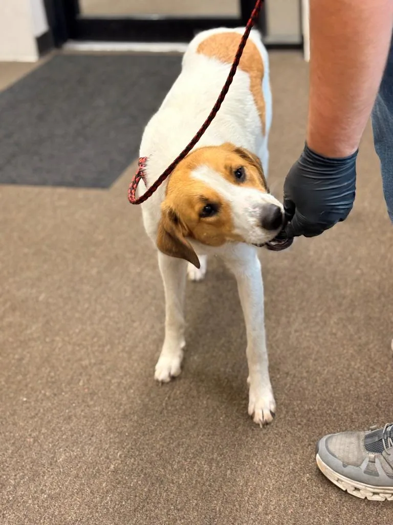 A young large-sized female Mixed Breed dog named Meadow for adoption in Effingham, SC