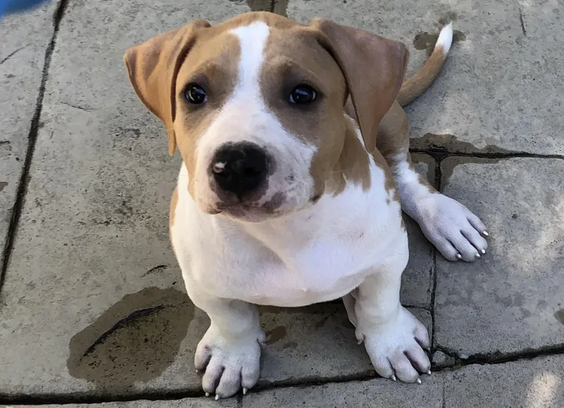 A baby medium-sized male Brown / Chocolate Pit Bull Terrier dog named Big Bear for adoption in Lafayette, CA