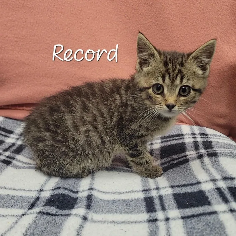 Record thumbnail 3